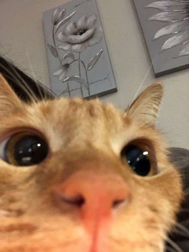 orange cat