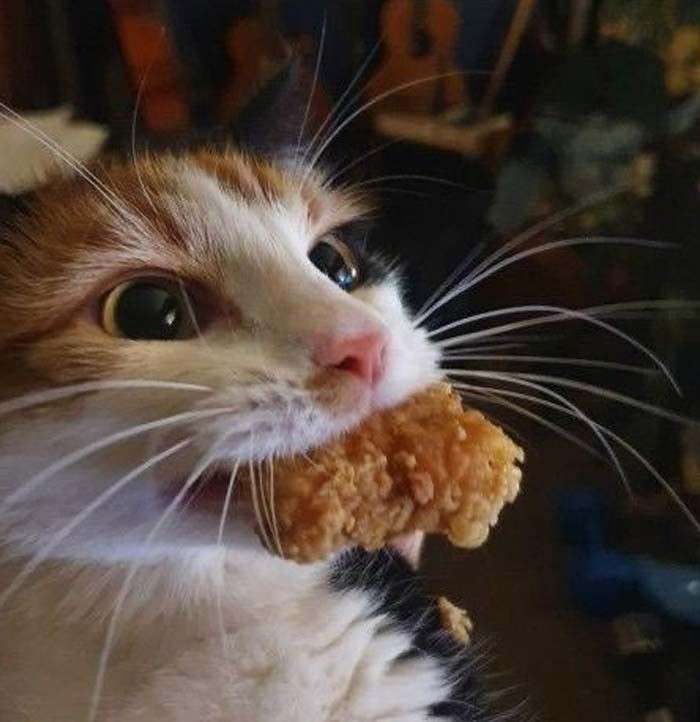 nugget cat