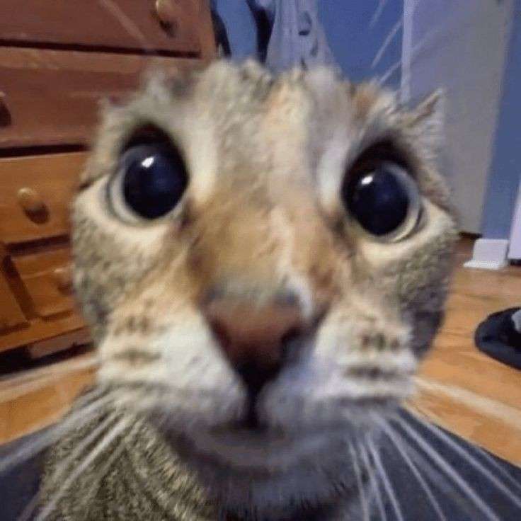 stupid cat