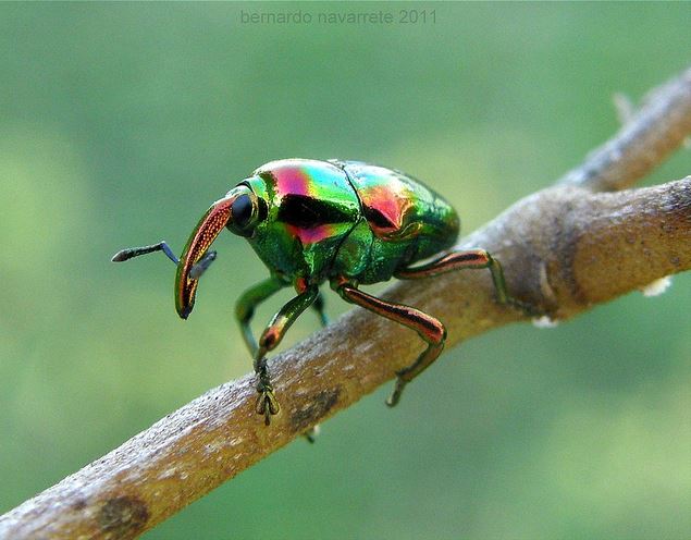 weevil's First Game