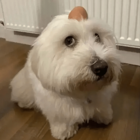 dog logo
